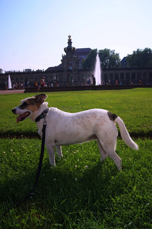 Foto: Andreas Koller / Wandertour / Altstadtrunde Dresden (115m) / 20.11.2015 01:34:55