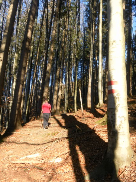 Foto: Wolfgang Lauschensky / Wandertour / Mondseeberg Rundwanderung / Waldweg / 22.12.2015 18:50:57