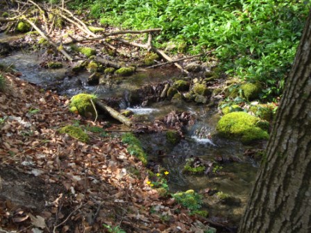 Foto: Wolfgang Dröthandl / Wandertour / St. Veiter Staff - Runde / Im Brillergraben / 04.04.2016 08:39:18
