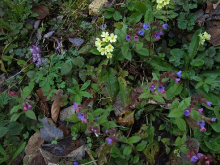 Foto: Wolfgang Dröthandl / Wandertour / St. Veiter Staff - Runde / Der Frühling ist da... (Himmelschlüssel, Lerchensporn, Lungenkraut - 'Hänsel und Gretel') / 04.04.2016 08:39:04
