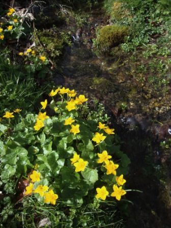 Foto: Wolfgang Dröthandl / Wandertour / St. Veiter Staff - Runde / Sumpfdotterblumen / 04.04.2016 08:38:21