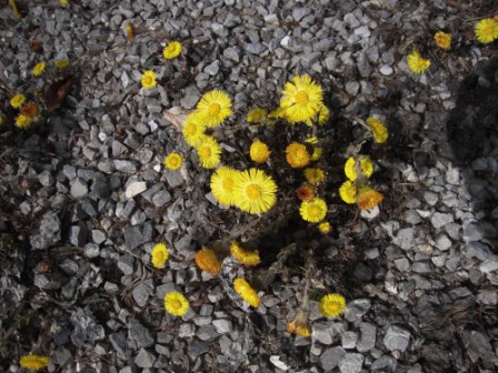 Foto: Wolfgang Dröthandl / Wandertour / St. Veiter Staff - Runde / Huflattich / 04.04.2016 08:32:13