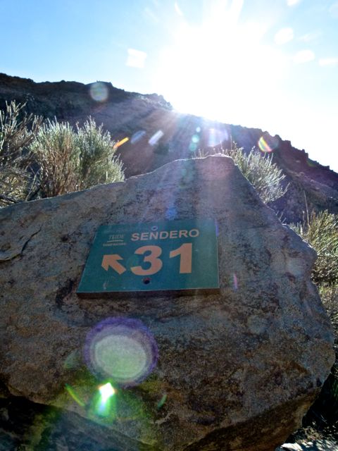 Foto: Walter Ruttinger / Wandertour / Teneriffa Höhenwanderung Caldera del Teide SW / Rarität / 08.04.2016 13:08:15
