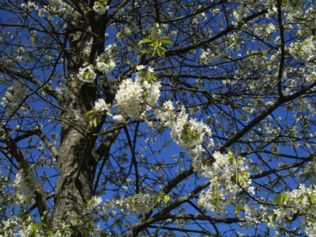 Foto: Wolfgang Dröthandl / Wandertour / Hainfelder Kirchenberg und Lindenstein / Frühling! / 18.04.2016 13:27:42