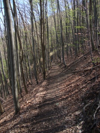 Foto: Wolfgang Dröthandl / Wandertour / Hainfelder Kirchenberg und Lindenstein / In Serpentinen von Liasnböndl auf den Kirchenberg / 18.04.2016 13:27:04