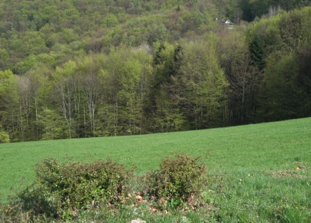 Foto: Wolfgang Dröthandl / Wandertour / Hainfelder Kirchenberg und Lindenstein / Blick zurück auf die Liasnböndlhütte im Wald / 18.04.2016 13:19:49