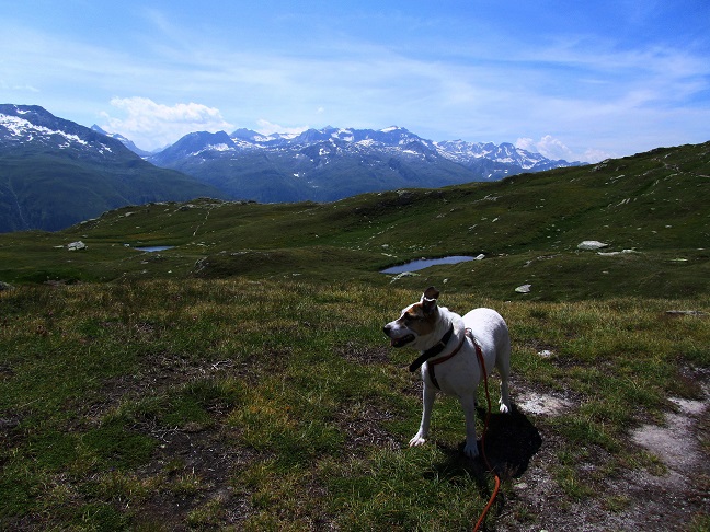 Foto: Andreas Koller / Wandertour / Sidelhorn mit Gletscherblick (2764m) / 25.04.2016 02:03:49