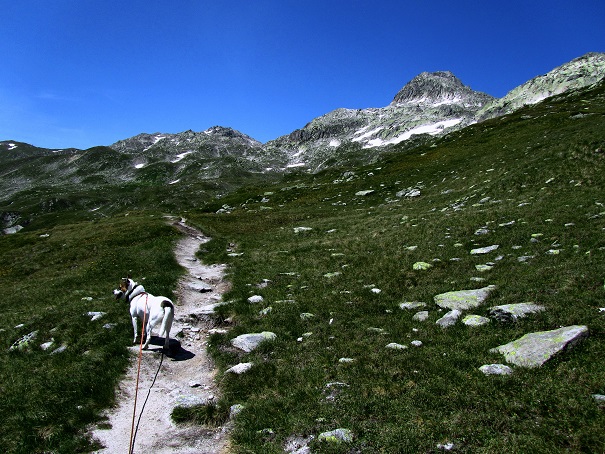 Foto: Andreas Koller / Wandertour / Sidelhorn mit Gletscherblick (2764m) / 25.04.2016 02:03:40