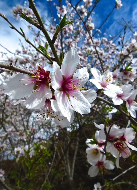 Foto: Walter Ruttinger / Wandertour / Gran Canaria Pico de las Nieves Höhenpanorama- / Mandelblüte / 26.04.2016 13:46:03