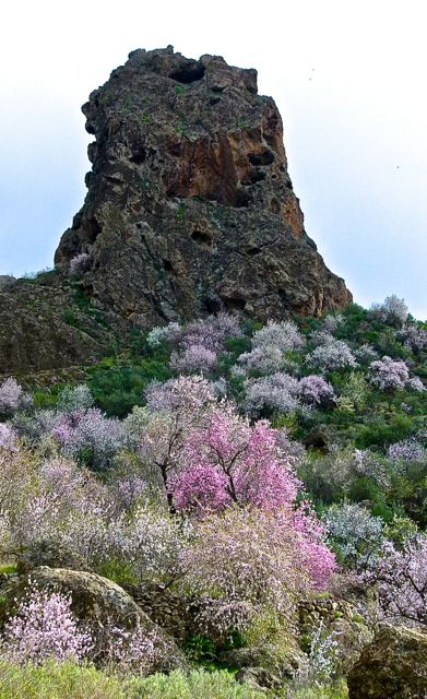 Foto: Walter Ruttinger / Wandertour / Gran Canaria: Roque Nublo / El Montanon Rund- / Mandelblüte im Februar / 28.04.2016 09:03:13