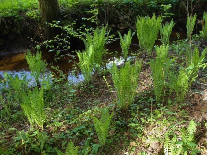 Foto: Wolfgang Dröthandl / Wandertour / Krebsenwandermeile Fresach / Farn im Auwald am Wei(e)rerbach / 18.05.2016 13:52:25