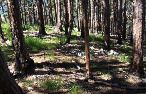 Foto: Wolfgang Dröthandl / Wandertour / Gösing - Überschreitung von Ternitz nach Grünbach / Schneeberg / Waldbrandgebiet August 2015 (rechts neben Schneebergbankerl) - wer sich nach vorne traut, erlebt einen Tiefblick auf Schloss Stixenstein / 23.05.2016 15:58:36