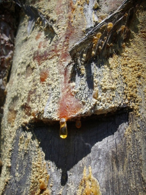 Foto: Wolfgang Dröthandl / Wandertour / Gösing - Überschreitung von Ternitz nach Grünbach / Schneeberg / Erinnerung an die Zeiten der Pecher (Schwarzföhren).... / 23.05.2016 15:53:40