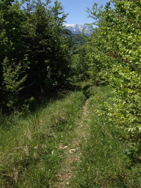 Foto: Wolfgang Dröthandl / Wandertour / Gösing - Überschreitung von Ternitz nach Grünbach / Schneeberg / Vom TVN - Haus Richtung Lärchbaumkreuz, gegen Schneeberg / 23.05.2016 15:52:57