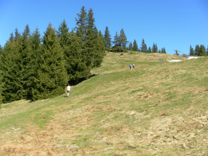 Foto: Wolfgang Lauschensky / Wandertour / Hörnleüberschreitung von Unterammergau / Stierkopf Almwiesen am Südostrücken / 24.05.2016 21:32:12