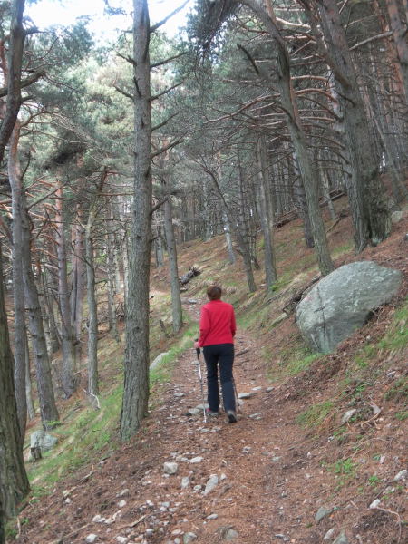 Foto: Wolfgang Lauschensky / Wandertour / Monte Berlinghera 1666m / Wanderweg oberhalb San Bartolomeo / 05.06.2016 14:39:49