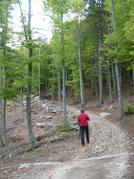 Foto: Wolfgang Lauschensky / Wandertour / Monte Berlinghera 1666m / holprige Almstraße / 05.06.2016 14:39:19