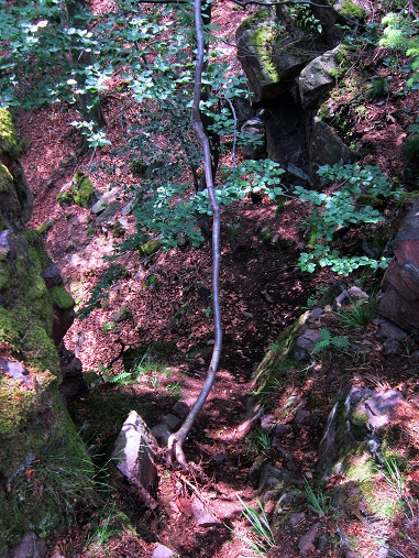 Foto: Andreas Koller / Klettersteigtour / Via ferrata Ledova Stena (444m) / Abstieg / 10.06.2016 03:54:50