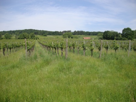 Foto: Wolfgang Dröthandl / Wandertour / Wiener Bezirks - Kulturwanderweg 23: Liesing / Maurer Weinriede hinter St. Ursula / 13.06.2016 12:42:27