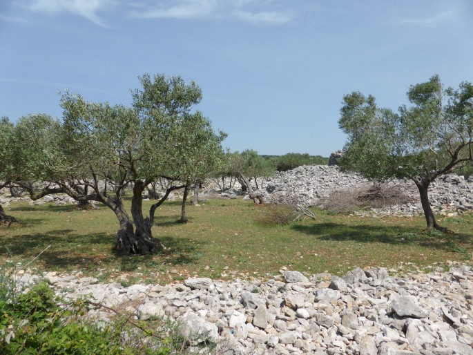 Foto: Manfred Karl / Mountainbiketour / Mit dem Bike von Krk nach Cres / 01.07.2016 20:27:15