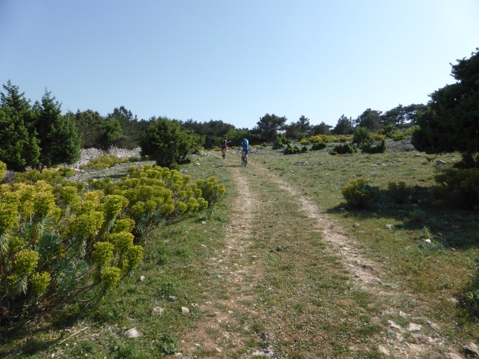 Foto: Manfred Karl / Mountainbiketour / Mit dem Bike von Krk nach Cres / Riesige Wolfsmilchgewächse am Wegrand / 01.07.2016 20:08:20