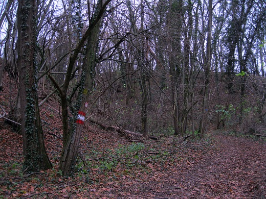 Foto: Andreas Koller / Wandertour / Donaublick vom Braunsberg (355m) / 14.10.2016 02:55:03