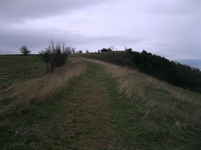 Foto: Andreas Koller / Wandertour / Donaublick vom Braunsberg (355m) / Gipfelplateau Braunsberg / 14.10.2016 02:51:11