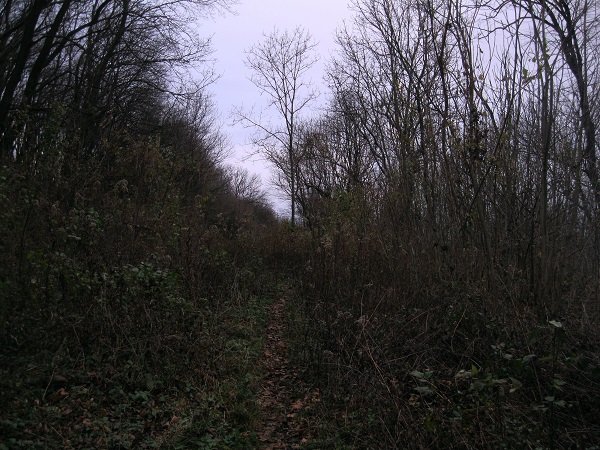 Foto: Andreas Koller / Wandertour / Donaublick vom Braunsberg (355m) / 14.10.2016 02:48:58