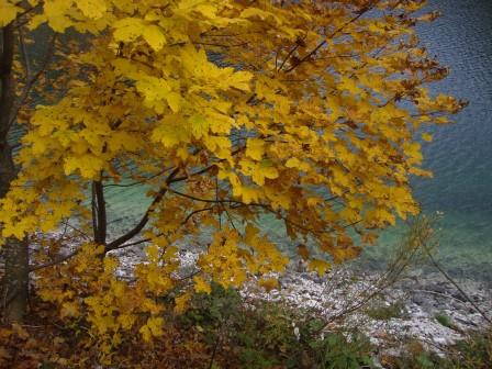 Foto: Wolfgang Dröthandl / Wandertour / Raibler See - Runde (Giro Lago del Predil) / 23.10.2016 15:01:53