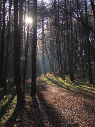 Foto: Wolfgang Dröthandl / Wandertour / Jauling und Guglzipf / Auf dem Weg in die Jauling (Eichgraben oder Eisgraben) / 16.11.2016 17:07:17