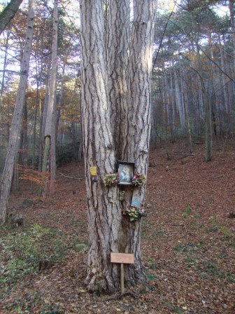 Foto: Wolfgang Dröthandl / Wandertour / Jauling und Guglzipf / Naturdenkmal Dreibrüderbaum,... / 16.11.2016 17:06:39