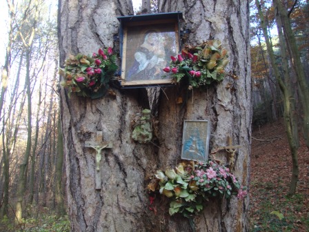 Foto: Wolfgang Dröthandl / Wandertour / Jauling und Guglzipf / zugleich ein Bildstockbaum / 16.11.2016 17:06:24