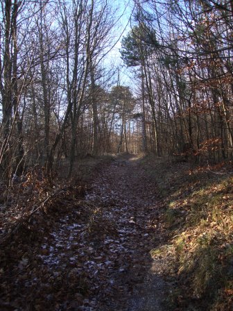 Foto: Wolfgang Dröthandl / Wandertour / Waxeneck - Vom Triestingtal ins Piestingtal / Höhenweg durch ausgedehnte Wälder - erst Laub, dann Föhren / 13.12.2016 18:41:54