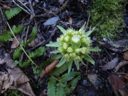 Foto: Wolfgang Dröthandl / Wandertour / Orrido dello Slizza (Gailitz - Schlucht) / Weiße Pestwurz / 25.03.2017 19:31:21