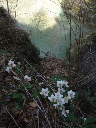 Foto: Wolfgang Dröthandl / Wandertour / Orrido dello Slizza (Gailitz - Schlucht) / Schneerosen und Seidelbast / 25.03.2017 19:24:47