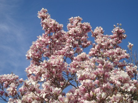 Foto: Wolfgang Dröthandl / Wandertour / Erlebnisweg zum Mittelpunkt Niederösterreichs (Kapelln) / Magnolienblüte... / 03.04.2017 09:54:50