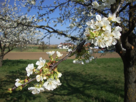 Foto: Wolfgang Dröthandl / Wandertour / Erlebnisweg zum Mittelpunkt Niederösterreichs (Kapelln) / Frühlingspracht... / 03.04.2017 09:54:12