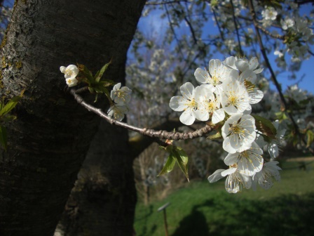 Foto: Wolfgang Dröthandl / Wandertour / Erlebnisweg zum Mittelpunkt Niederösterreichs (Kapelln) / 03.04.2017 09:52:55