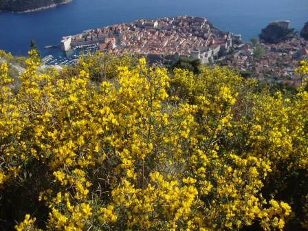 Foto: Wolfgang Dröthandl / Wandertour / Srd - Hausberg von Dubrovnik / Ginsterblüte im Frühling / 14.04.2017 22:28:44