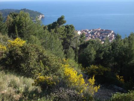 Foto: Wolfgang Dröthandl / Wandertour / Srd - Hausberg von Dubrovnik / Nach einem kurzen Waldstück wird der Blick frei... / 14.04.2017 22:25:30