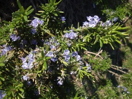 Foto: Wolfgang Dröthandl / Wandertour / Srd - Hausberg von Dubrovnik / Im Frühling blüht der Rosmarin / 14.04.2017 22:23:43