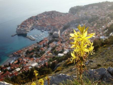 Foto: Wolfgang Dröthandl / Wandertour / Srd - Hausberg von Dubrovnik / Gelber Affodill, etwas südöstlich des Gipfels / 14.04.2017 22:19:05