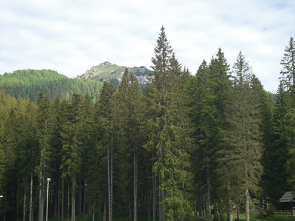 Foto: Wolfgang Dröthandl / Wandertour / Visevnik - Runde von Pokljuka / Blick zum Visevnik von Pokljuka / 07.06.2017 14:27:53