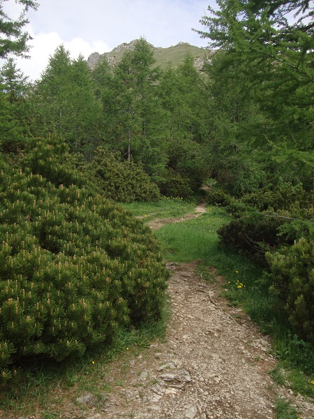 Foto: Wolfgang Dröthandl / Wandertour / Visevnik - Runde von Pokljuka / Visevnik - Gipfel im Visier / 07.06.2017 14:27:15