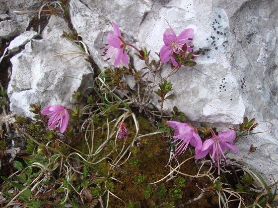 Foto: Wolfgang Dröthandl / Wandertour / Visevnik - Runde von Pokljuka / Zwerg - Alpenrose / 07.06.2017 14:18:50