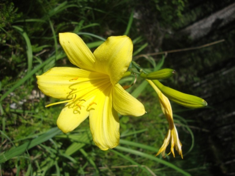 Foto: Wolfgang Dröthandl / Wandertour / Rifugio Giaf und Anello di Bianchi / Gelbe Lilie / 23.06.2017 15:54:08