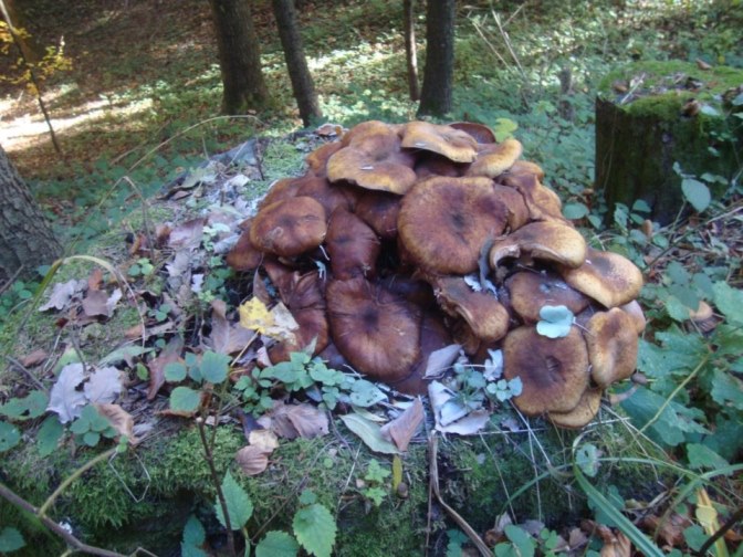 Foto: Wolfgang Dröthandl / Wandertour / Kukubauerwiese - Runde / Im Hexenwald... / 29.10.2017 20:59:32