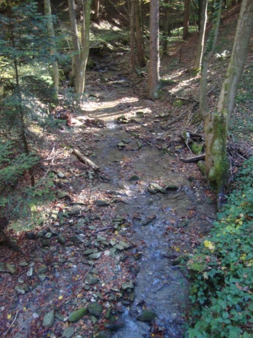 Foto: Wolfgang Dröthandl / Wandertour / Kukubauerwiese - Runde / 'Alles fließt' in der Waldschlucht.... / 29.10.2017 20:59:13