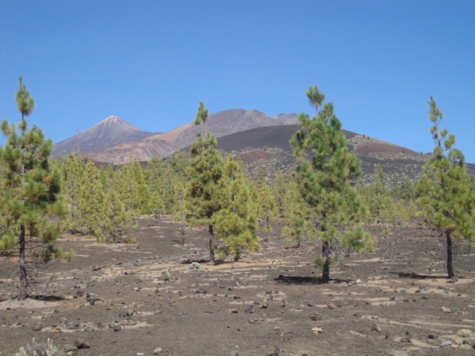 Foto: Wolfgang Dröthandl / Wandertour / Montana de la Botija - Runde / Teide und Pico Viejo / 08.11.2017 16:23:33