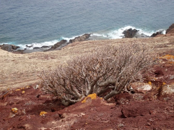 Foto: Wolfgang Dröthandl / Wandertour / Montana Roja von der Playa del Medano / Vom Wind zerzaust... / 13.11.2017 17:07:06